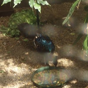 Can anybody id this bird