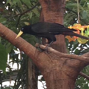 Can anybody id this bird