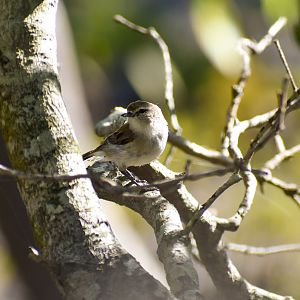 Mangrove Gerygone (Gerygone levigaster)