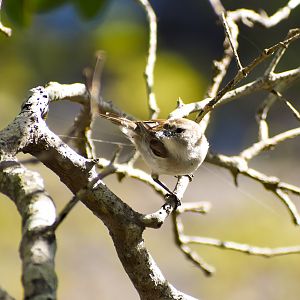Mangrove Gerygone (Gerygone levigaster)