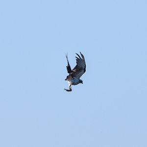 Eastern Osprey with Lunch