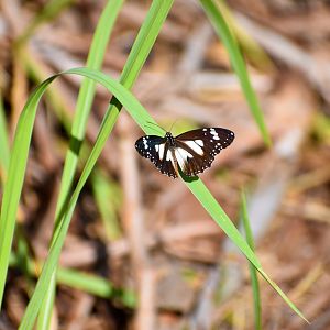 Swamp Tiger Butterfly (Danaus affinis)