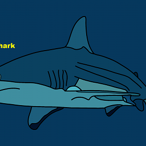 Blacktip shark (Carcharhinus limbatus)