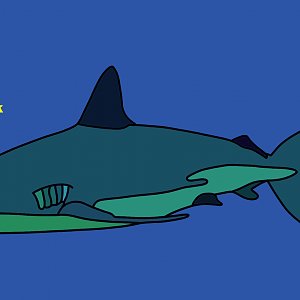 Dusky shark (Carcharhinus obscurus)