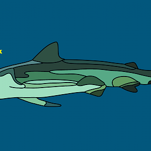 Copper shark (Carcharhinus brachyurus)
