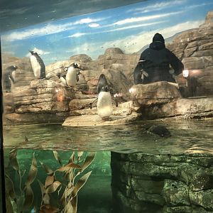 Keeper with Penguins