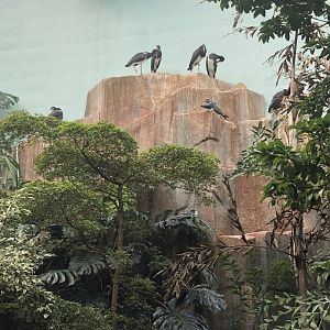 White-Bellied Storks