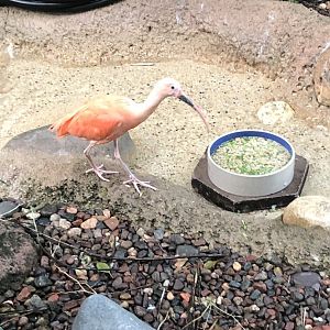 Scarlet Ibis