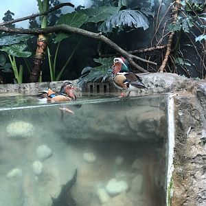 Mandarin Ducks