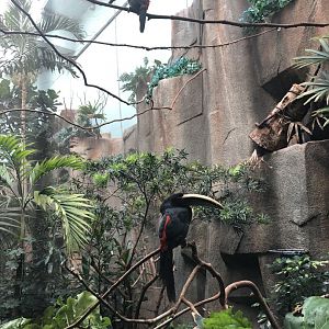 Pale-Mandibled Aracaris