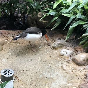 American Oystercatcher