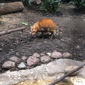Greater Malayan Chevrotain