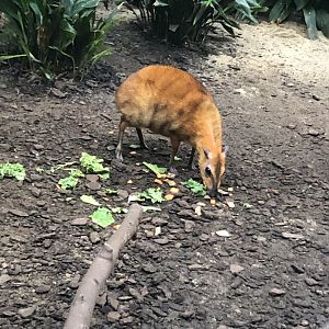 Greater Malayan Chevrotain