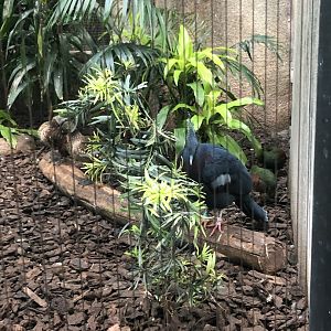 Victoria Crowned Pigeon, Crested Wood Partridges, and Laysan Teals