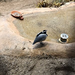 Crocodile Bird and Cape Thick-Knees
