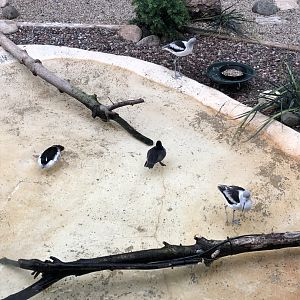 American Avocets and Buffleheads