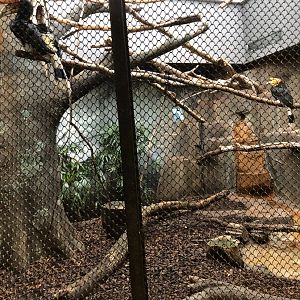 Rhinoceros Hornbill Exhibit