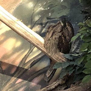 Tawny Frogmouth