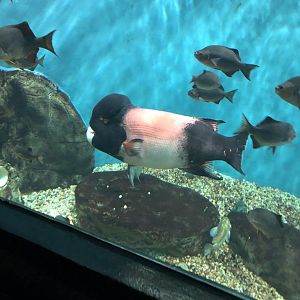 California Sheephead