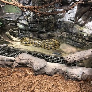 Green Anaconda in Drained Pool