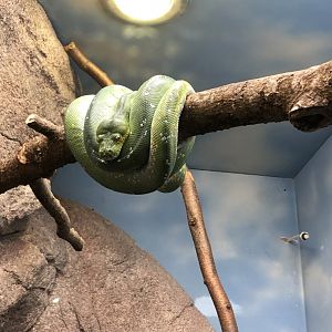 Green Tree Python