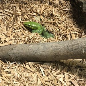 Burrowing Red-Tailed Ratsnake