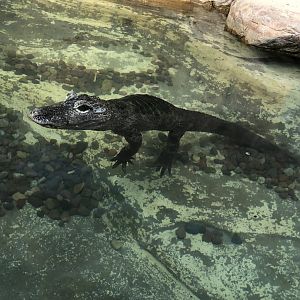 Chinese Alligator