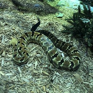 Timber Rattlesnake