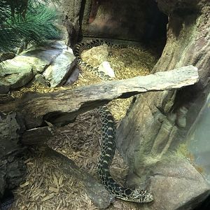 Bullsnake