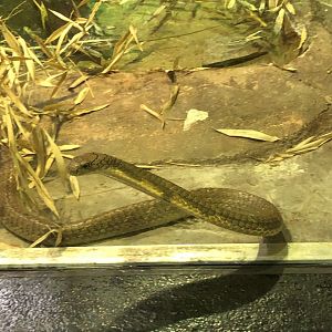 King Cobra