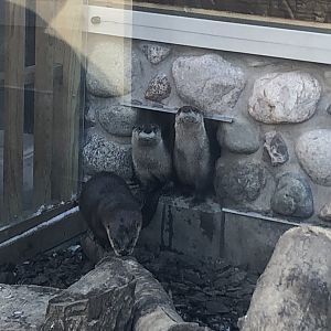 North American River Otters