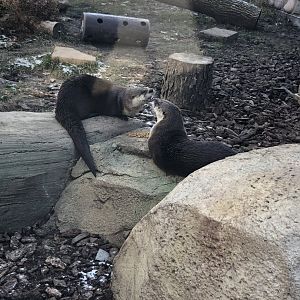 North American River Otters