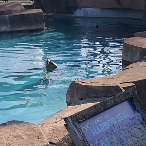 Harbor Seal