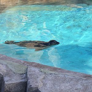 Harbor Seal