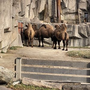 Bactrian Camels