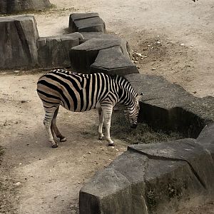Plains Zebra