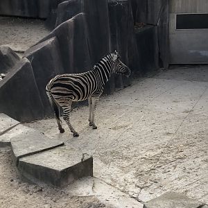 Plains Zebra