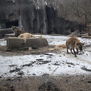 Spotted Hyenas "Nyota" and "Scruffy"