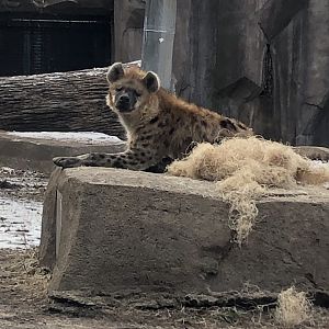 Spotted Hyena "Nyota"