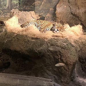 "Stella" the Jaguar