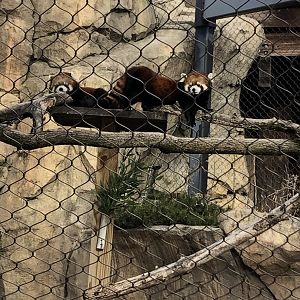 Red Pandas