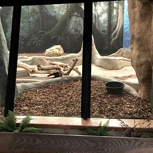 Western Lowland Gorilla Renovation