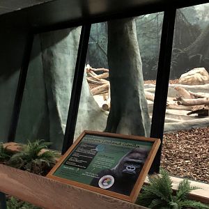 Western Lowland Gorilla Renovation