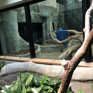 Western Lowland Gorilla Renovation