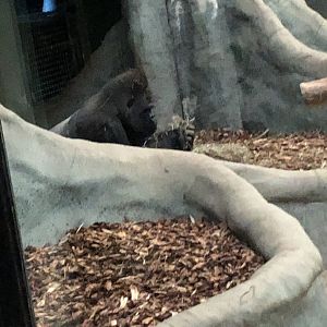 "Maji Maji" the Western Lowland Gorilla