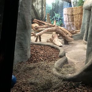 Western Lowland Gorilla Expansion