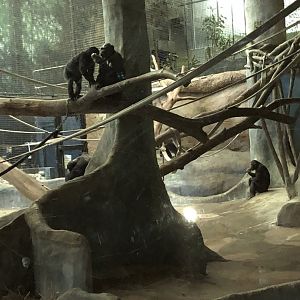 "Laura," "Claudine," "Qasai," the Bonobos