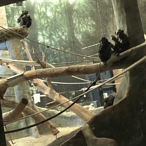 "Laura," "Claudine," "Qasai," the Bonobos