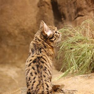 Black-footed cat (felis nigripes)