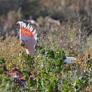 Major Mitchell's cockatoo.3
